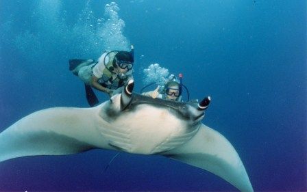 MANTAS EN LA CORBETEÑA